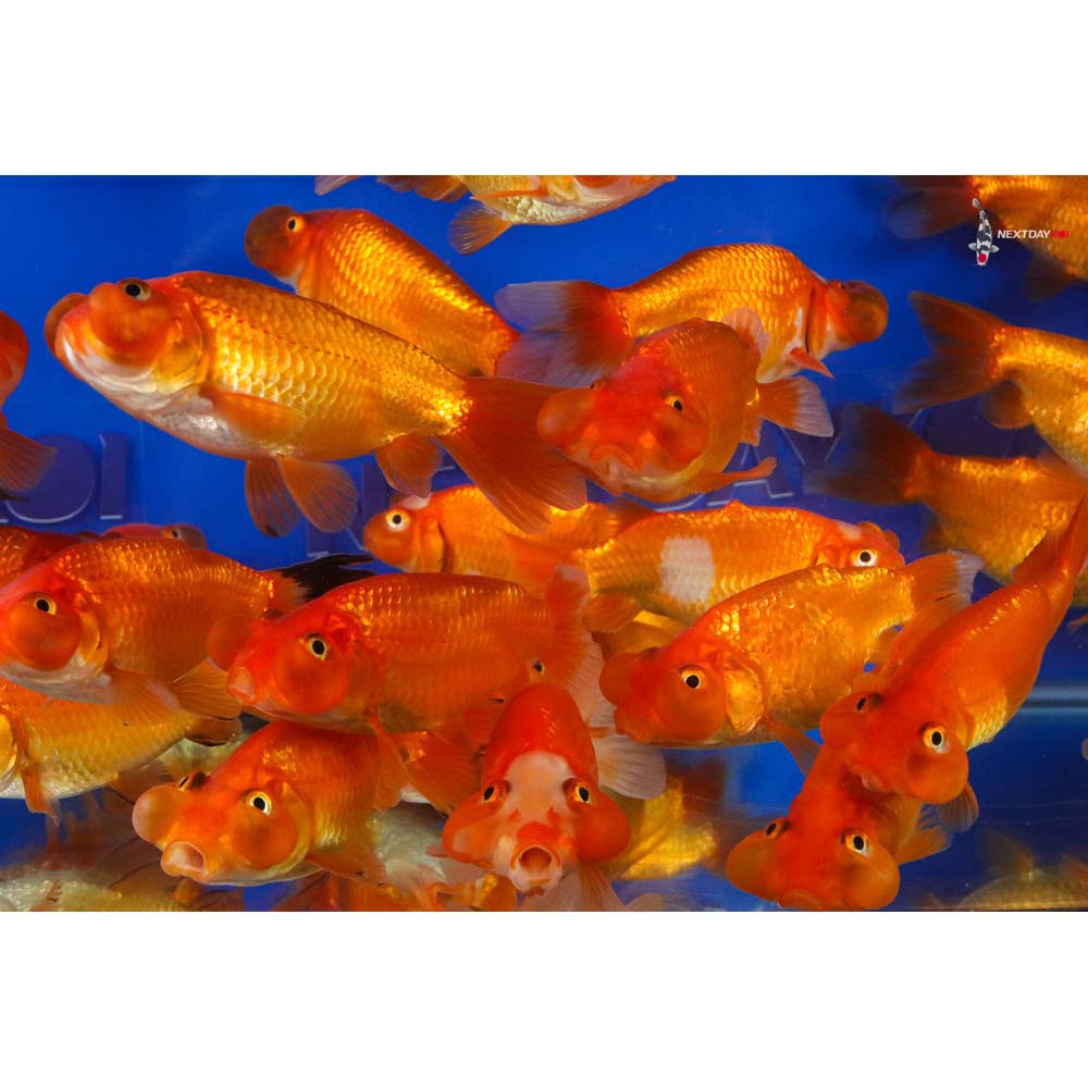 4-4.5" Imported Red Bubble Eye Goldfish - Image 4
