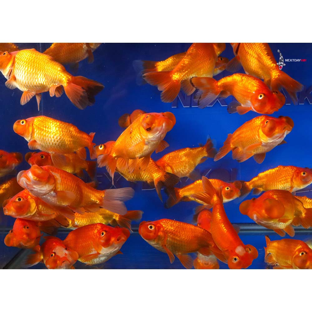 4-4.5" Imported Red Bubble Eye Goldfish - Image 6