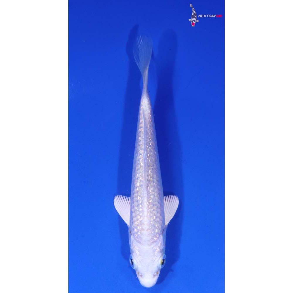 4” Imported Gin Rin Platinum Ogon