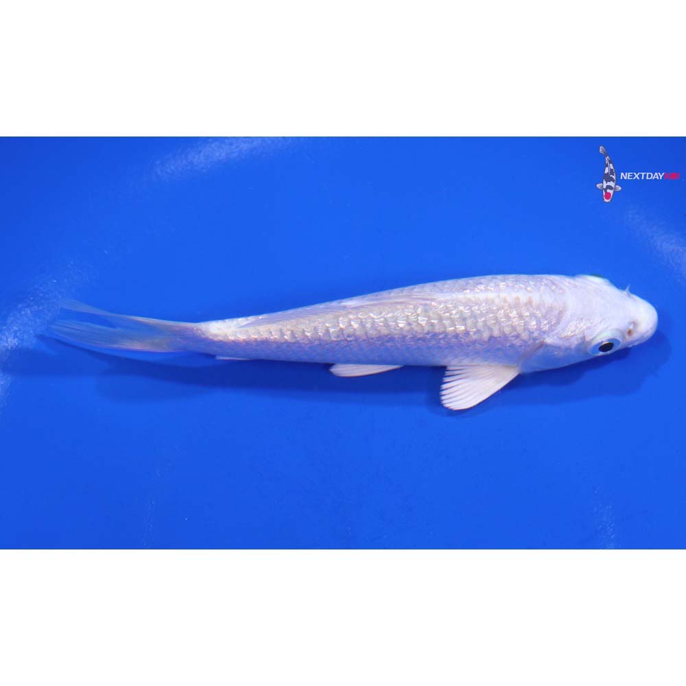 4” Imported Gin Rin Platinum Ogon