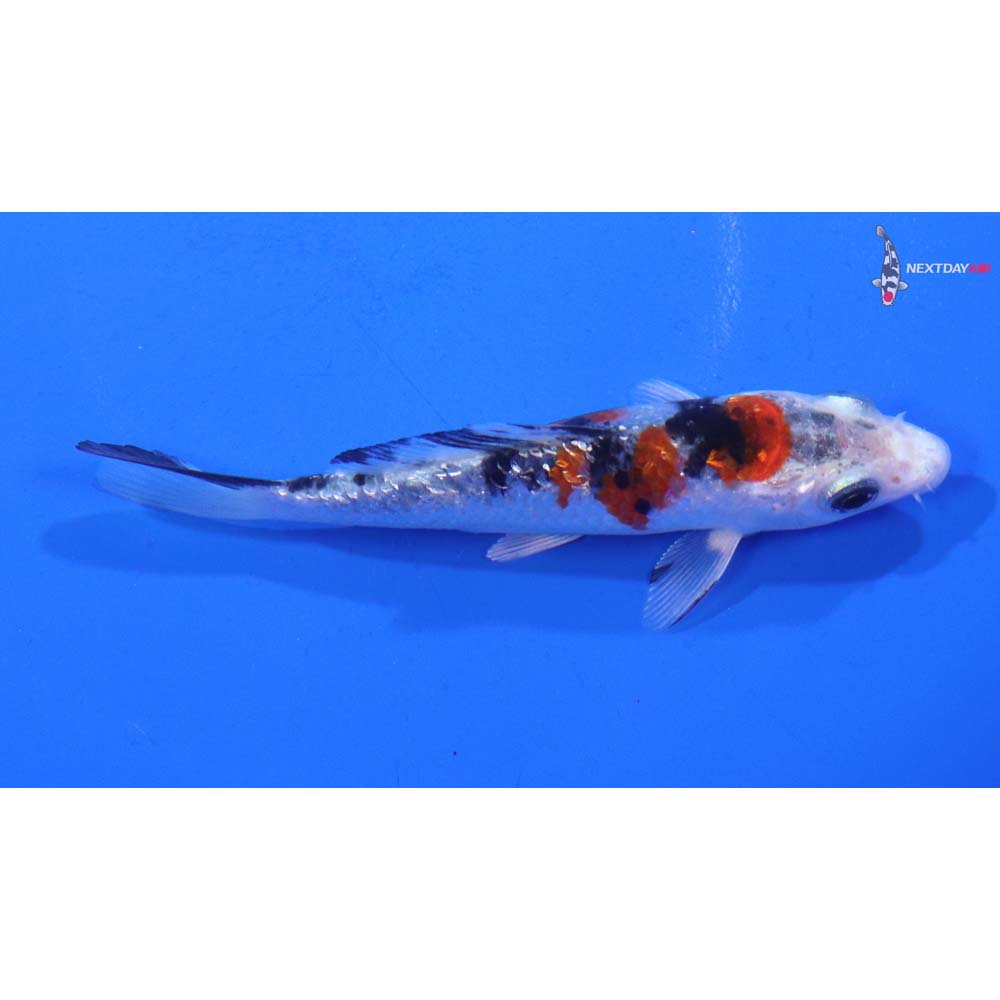 4” Imported Gin Rin Yamato Nishiki