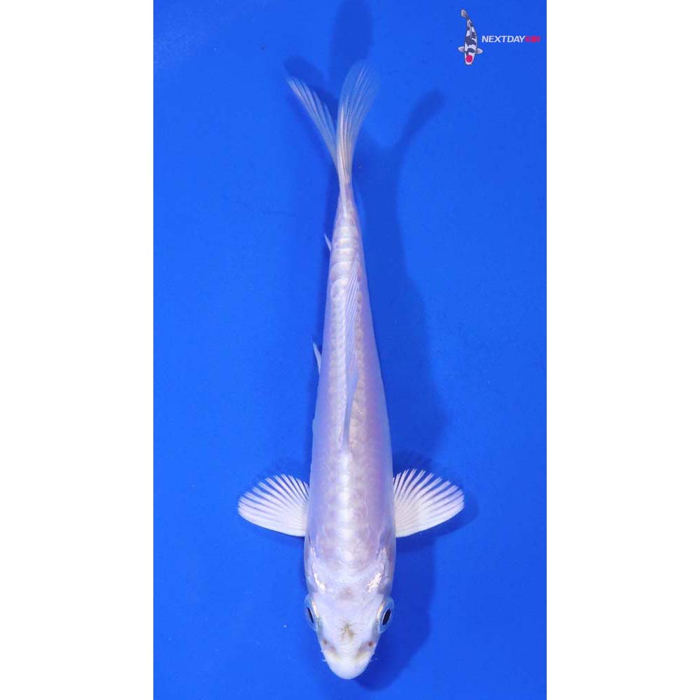 4” Imported Doitsu Platinum Ogon