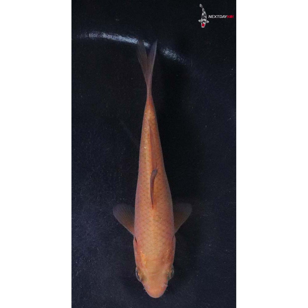 4” Imported Chagoi