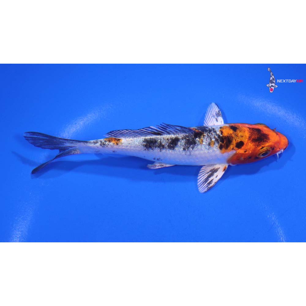 4.5” Imported Yamato Nishiki