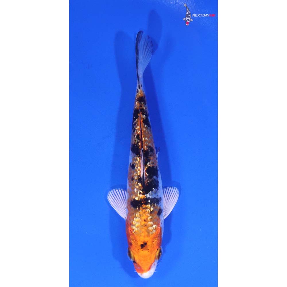 4.5” Imported Gin Rin Yamato Nishiki
