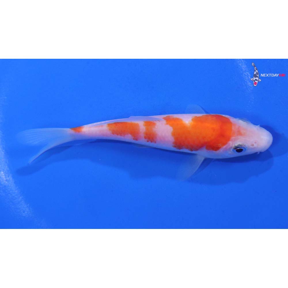 4” Imported Kohaku