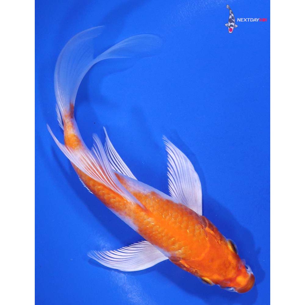 5.5” Imported Hariwake Butterfly Koi