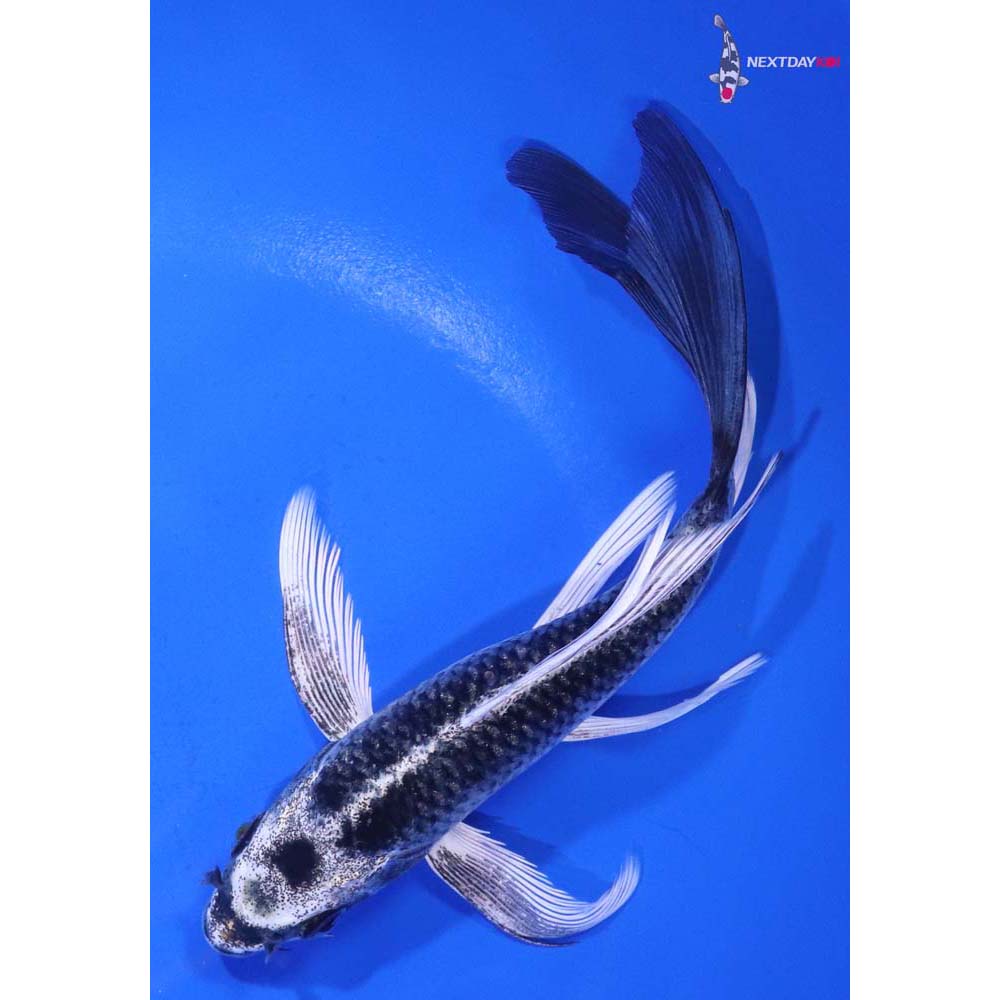 6” Imported Kujaku Butterfly Koi