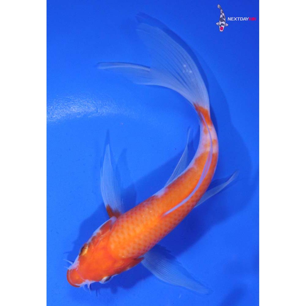6” Imported Kohaku Butterfly Koi
