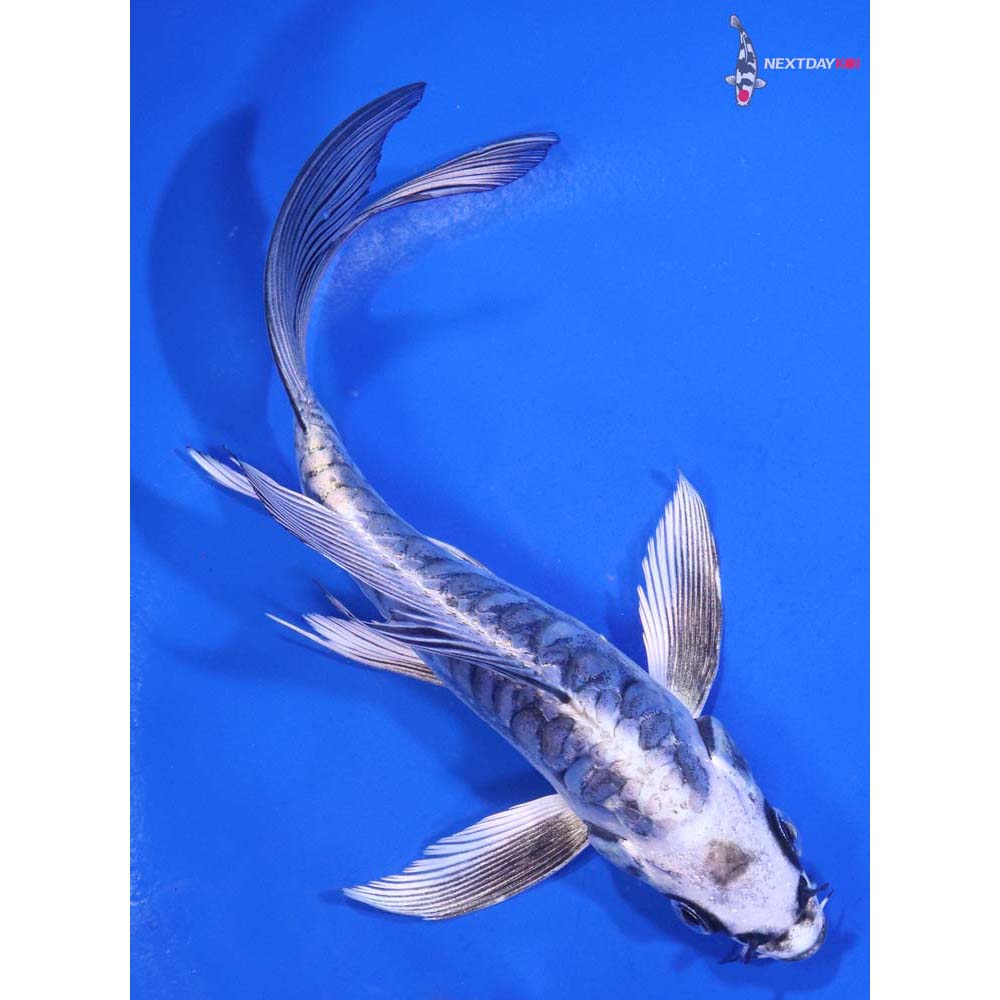 6” Imported Kikokuryu Butterfly Koi
