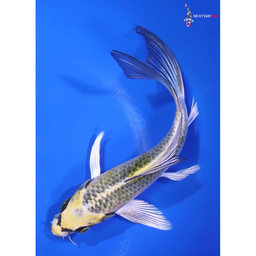 6” Imported Kujaku Butterfly Koi