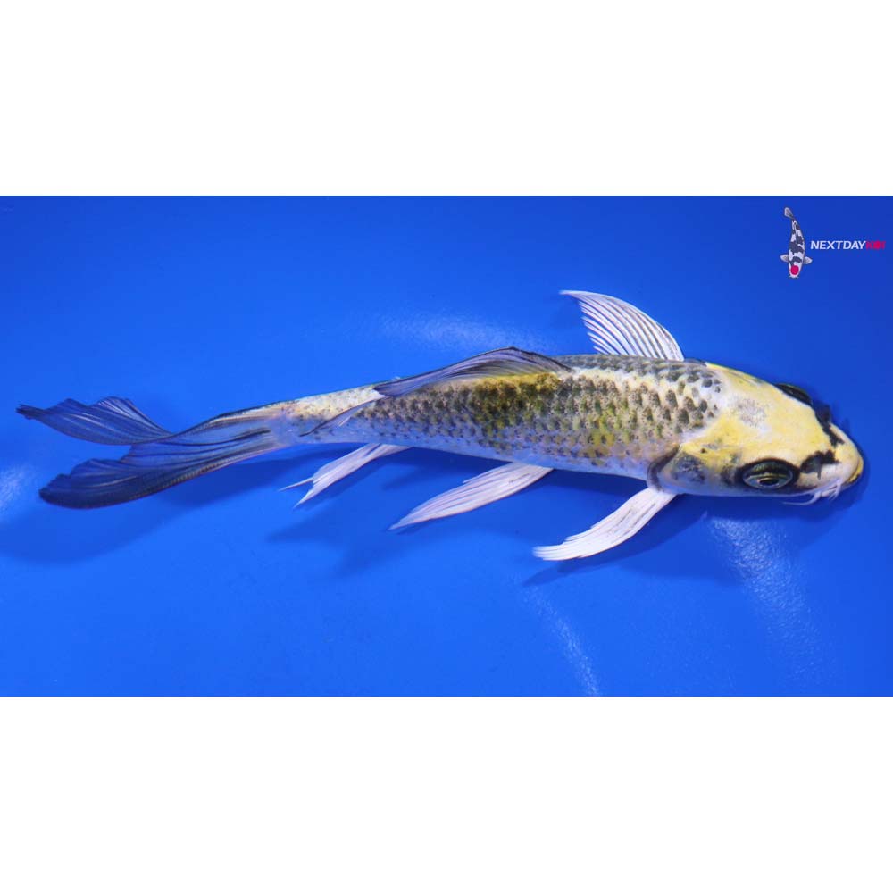 6” Imported Kujaku Butterfly Koi