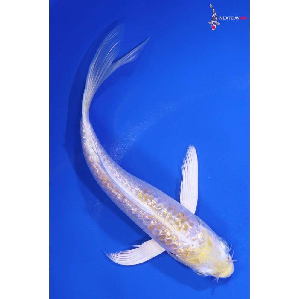 6” Imported Gin Rin Lemon Hariwake Butterfly Koi