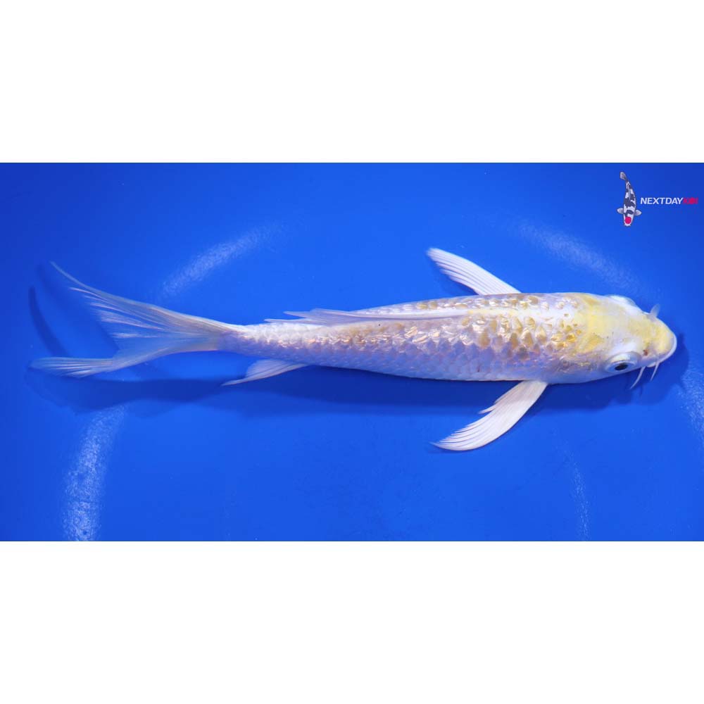 6” Imported Gin Rin Lemon Hariwake Butterfly Koi
