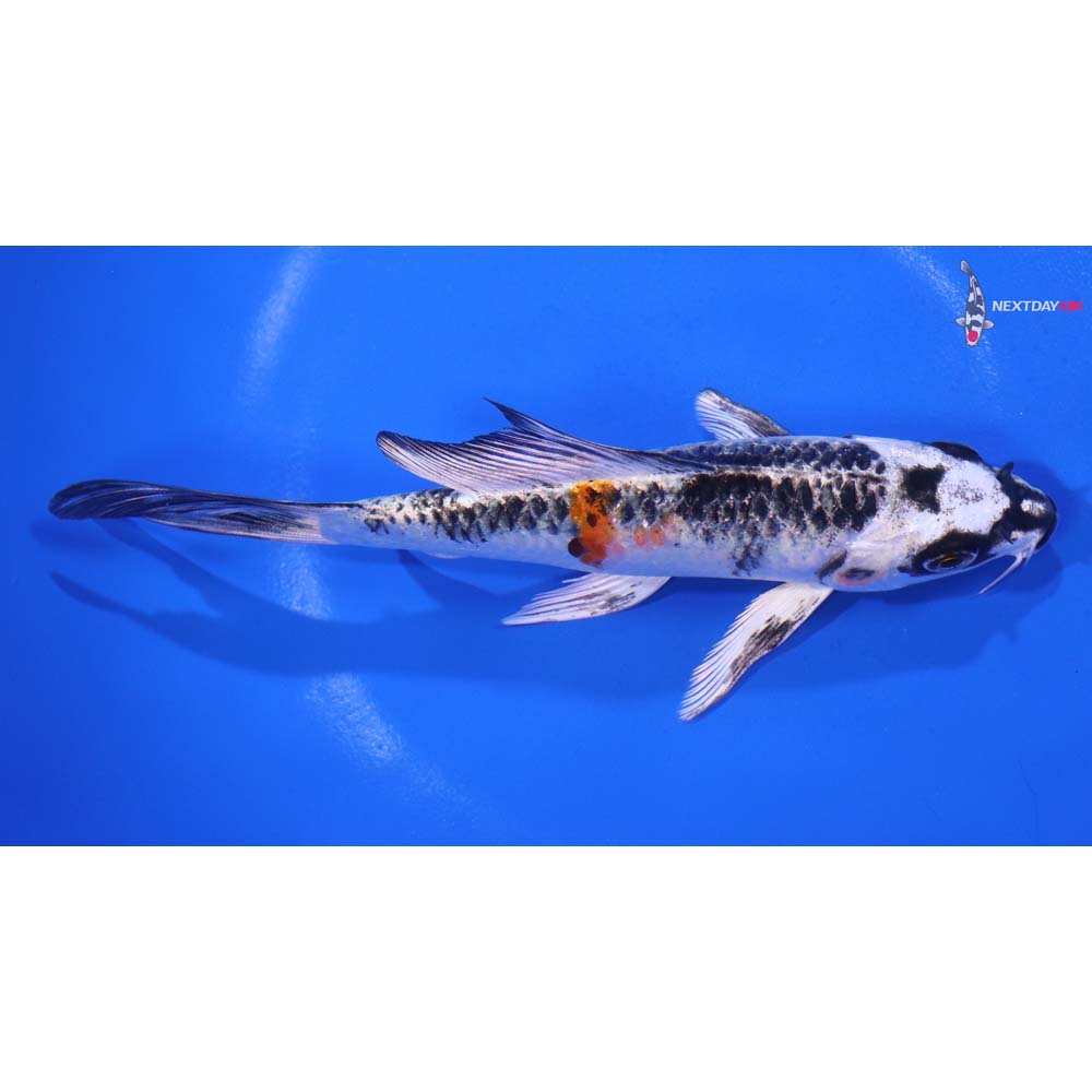 6” Imported Kujaku Butterfly Koi