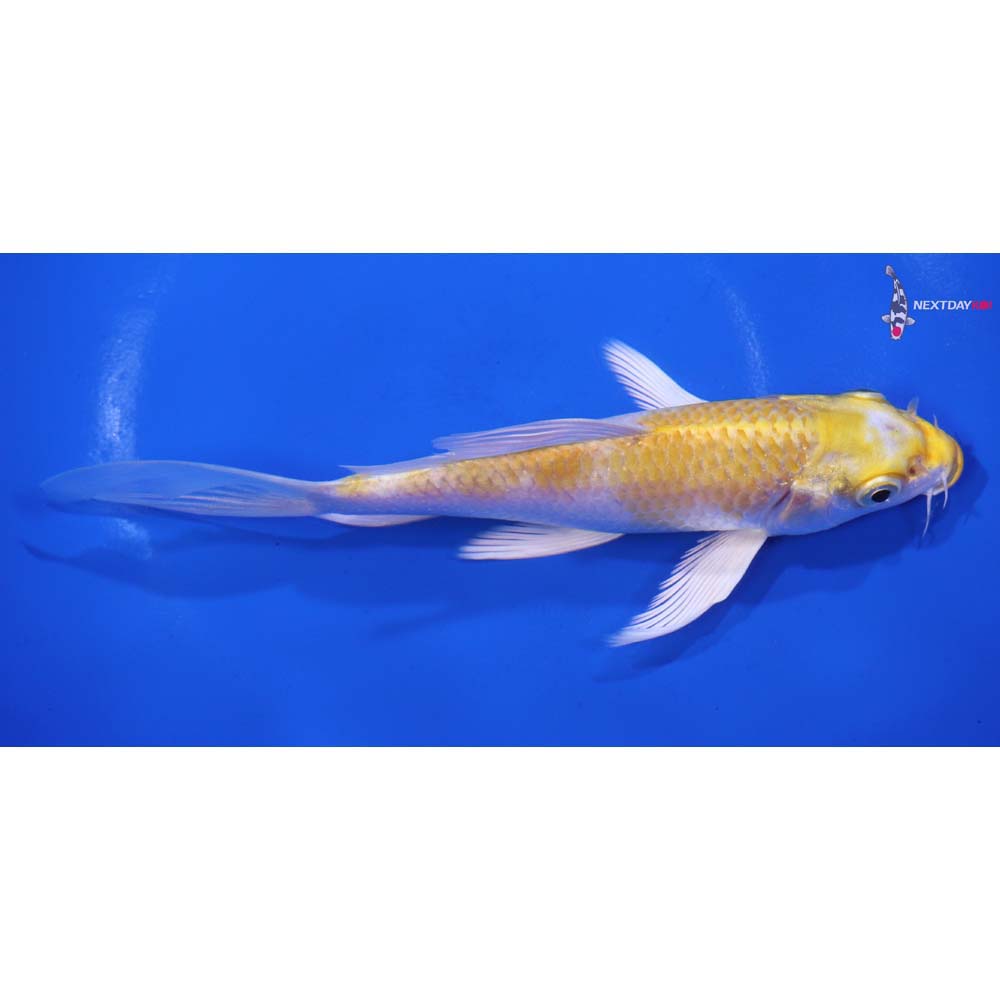 6.5” Imported Lemon Hariwake Butterfly Koi