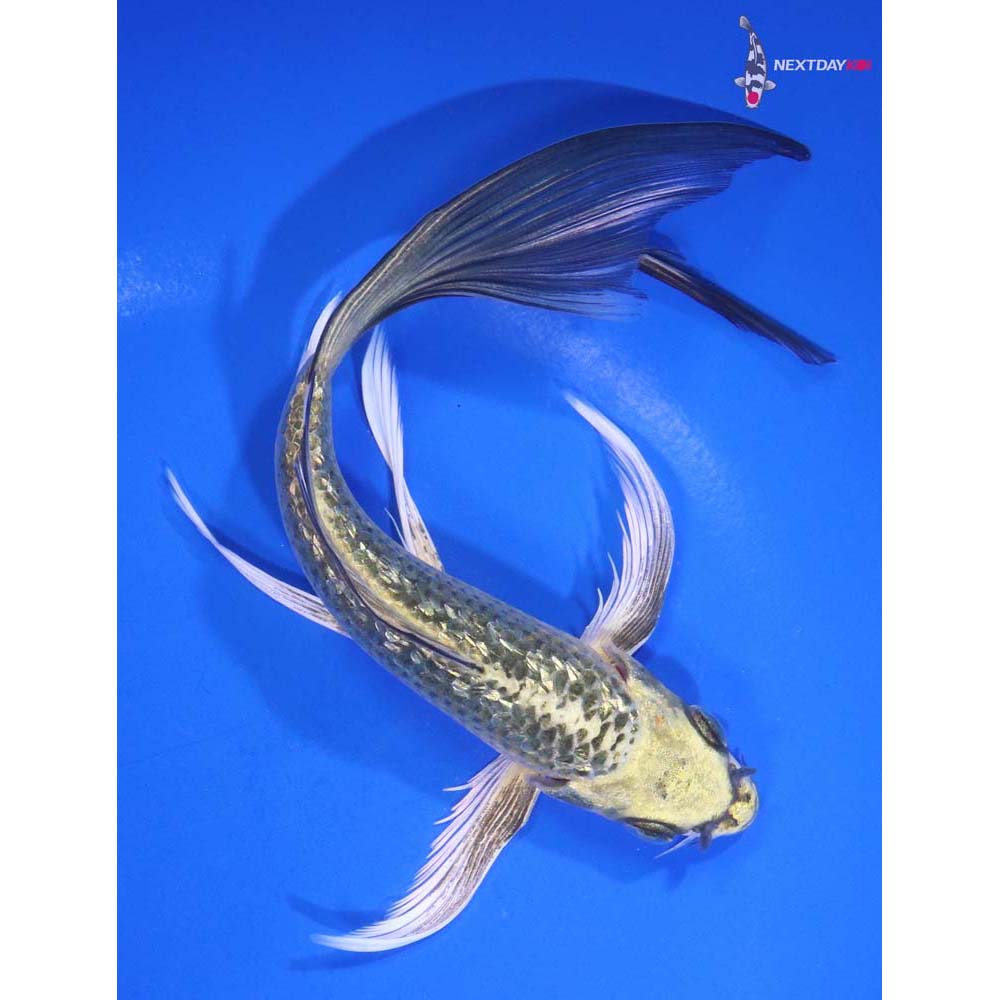 7” Imported Gin Rin Ki Matsuba Butterfly Koi