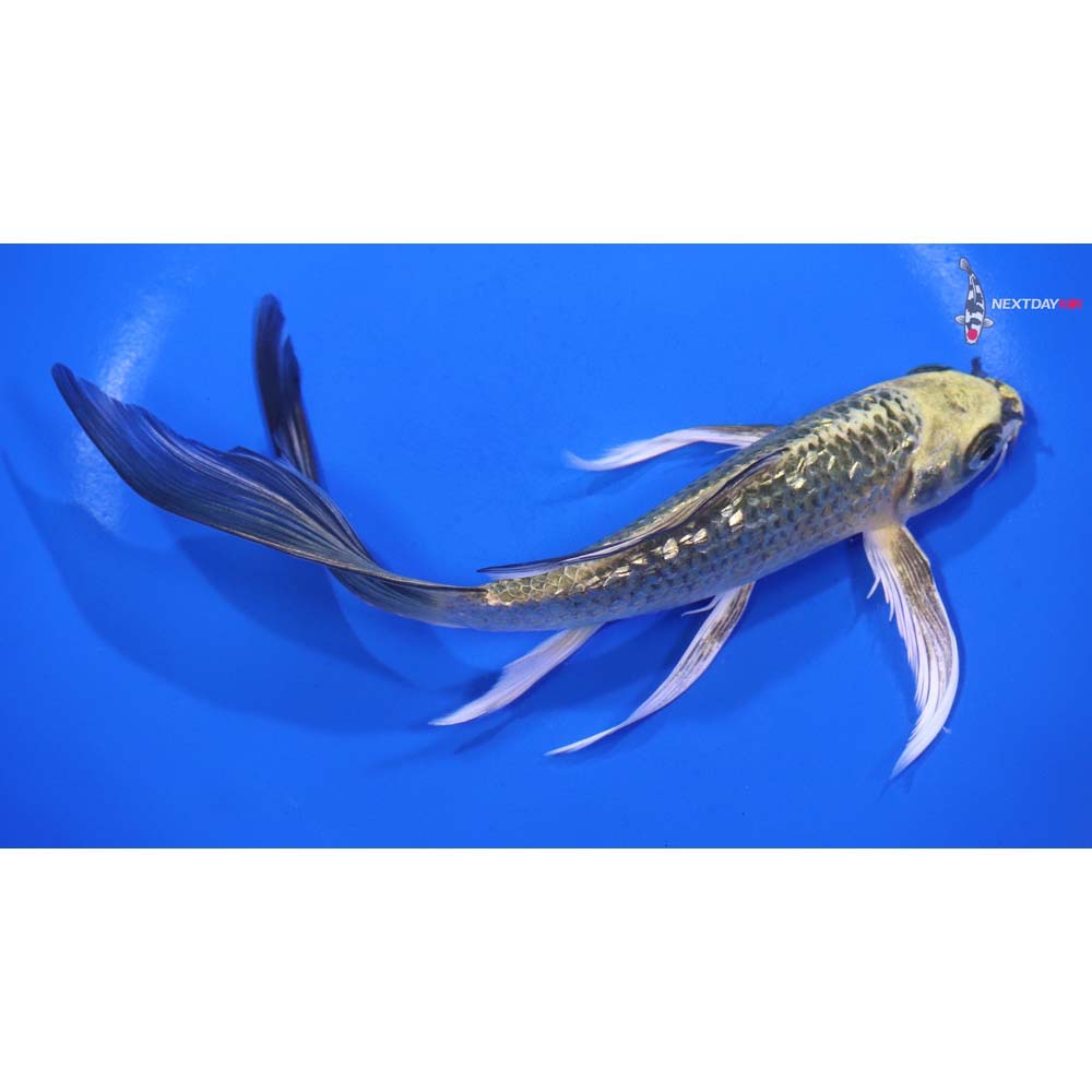 7” Imported Gin Rin Ki Matsuba Butterfly Koi