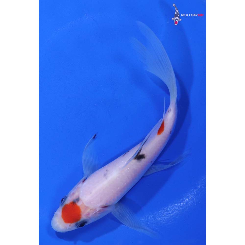 5.5” Imported Sanke Butterfly Koi