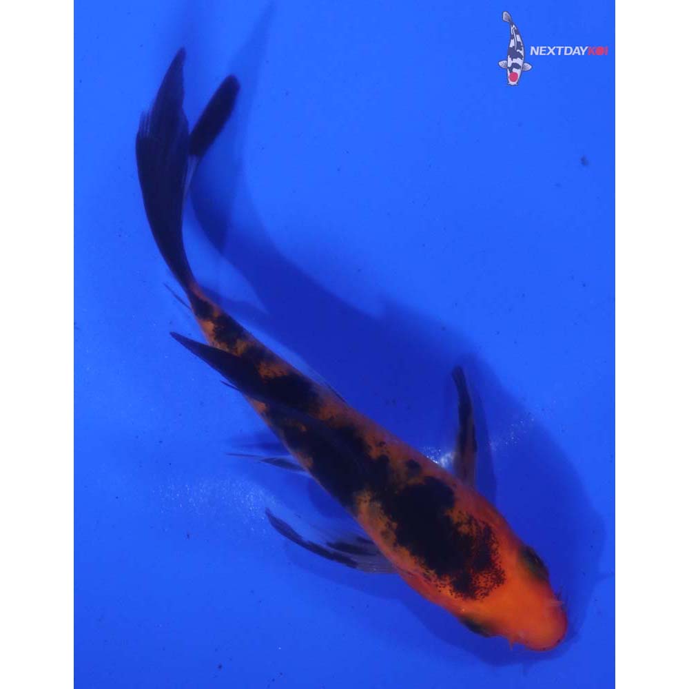 3.5” Imported Aka Bekko Butterfly Koi