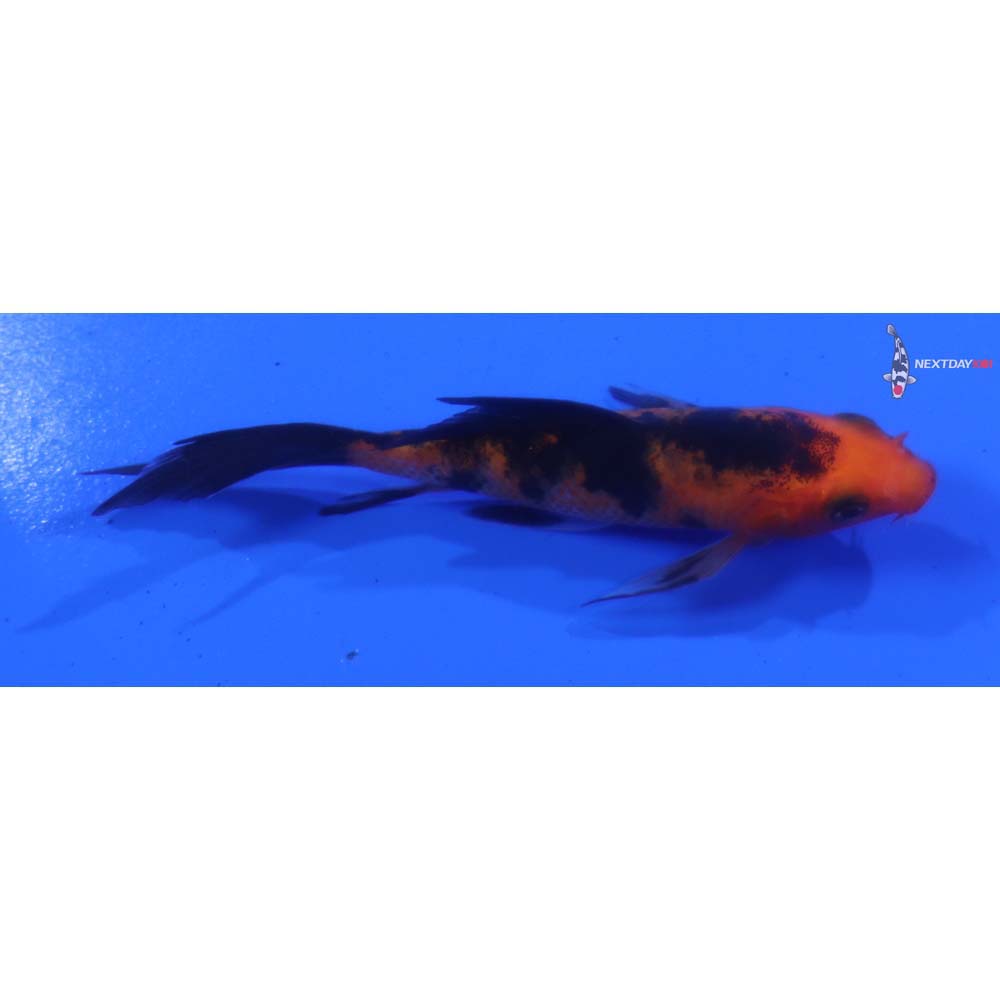 3.5” Imported Aka Bekko Butterfly Koi