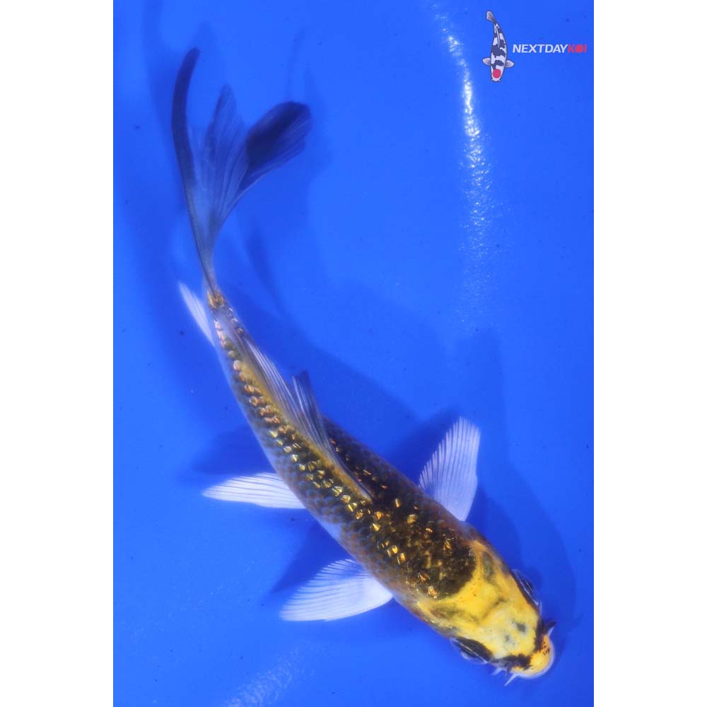 3.5” Imported Gin Rin Kujaku Butterfly Koi