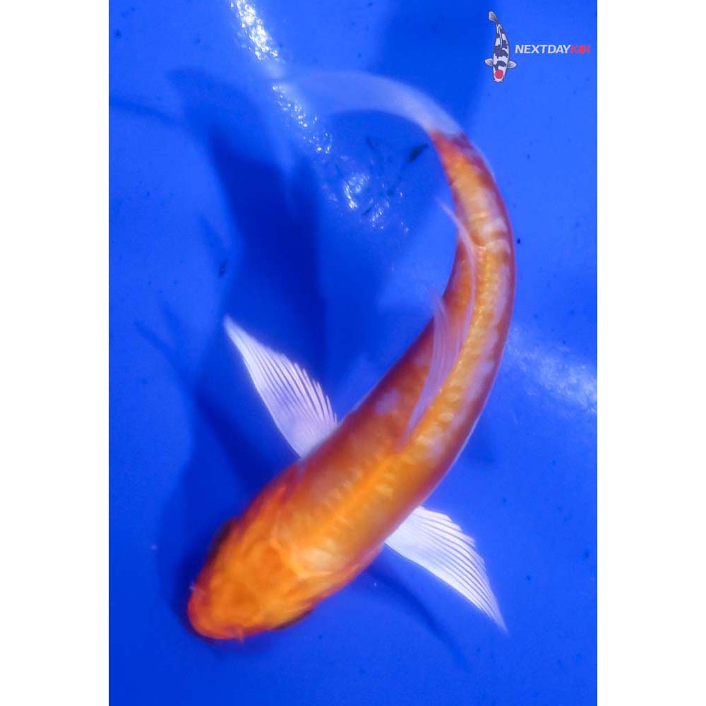 3.5” Imported Hariwake Butterfly Koi