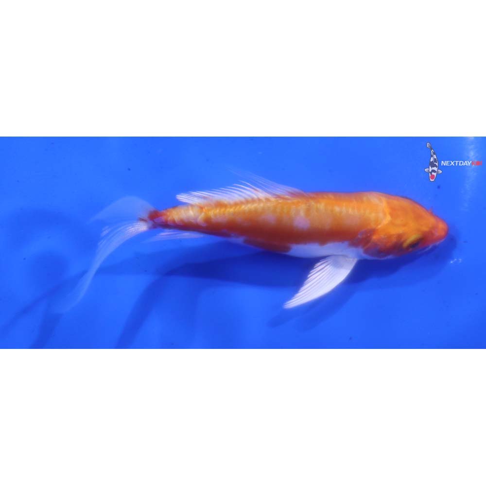 3.5” Imported Hariwake Butterfly Koi