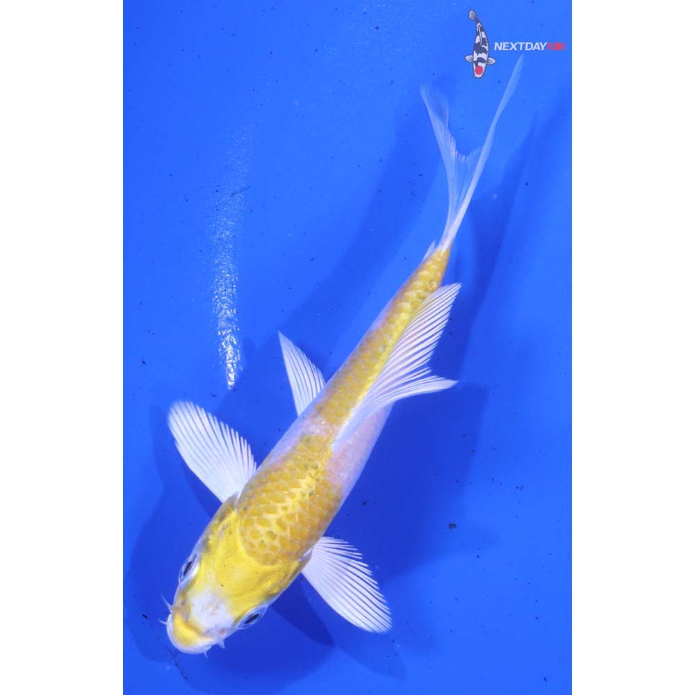 4” Imported Lemon Hariwake Butterfly Koi