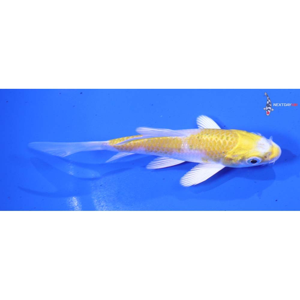 4” Imported Lemon Hariwake Butterfly Koi
