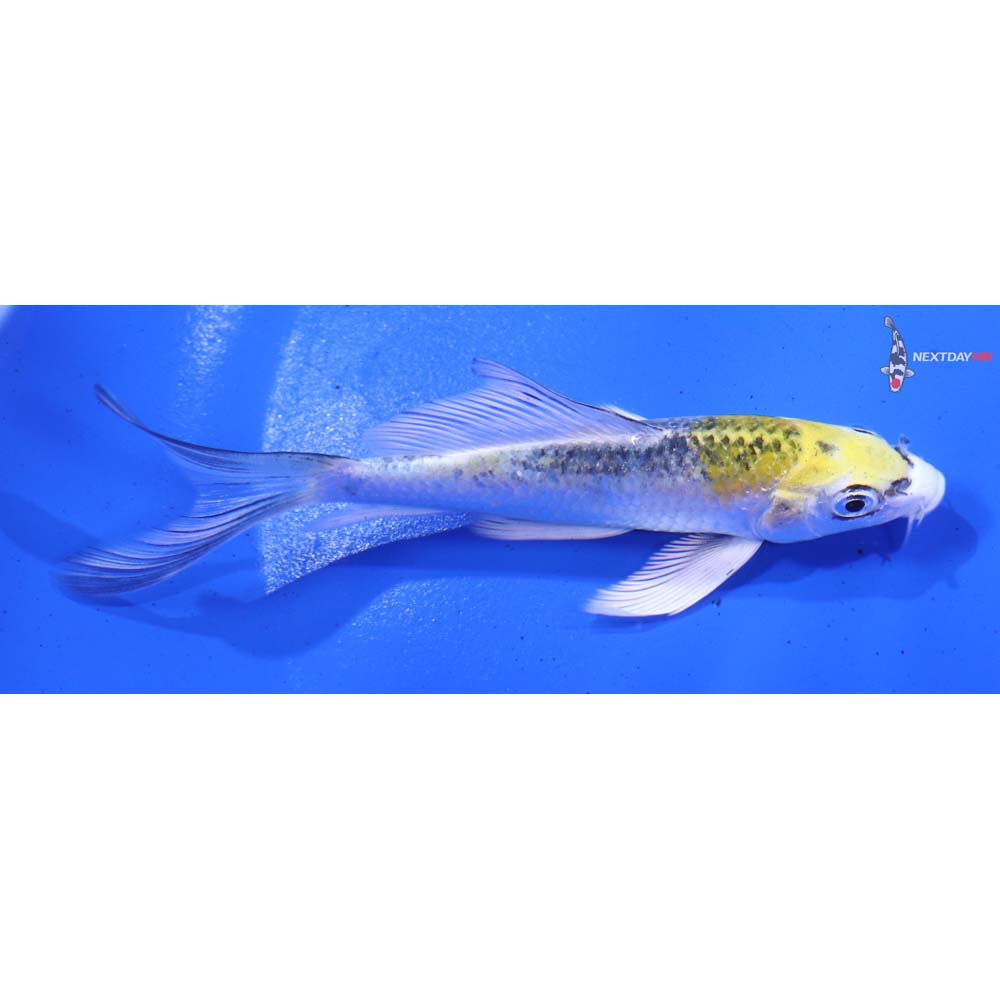 4” Imported Kujaku Butterfly Koi