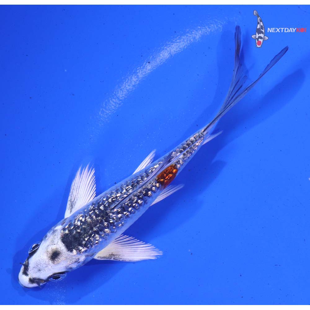 4” Imported Gin Rin Kujaku Butterfly Koi