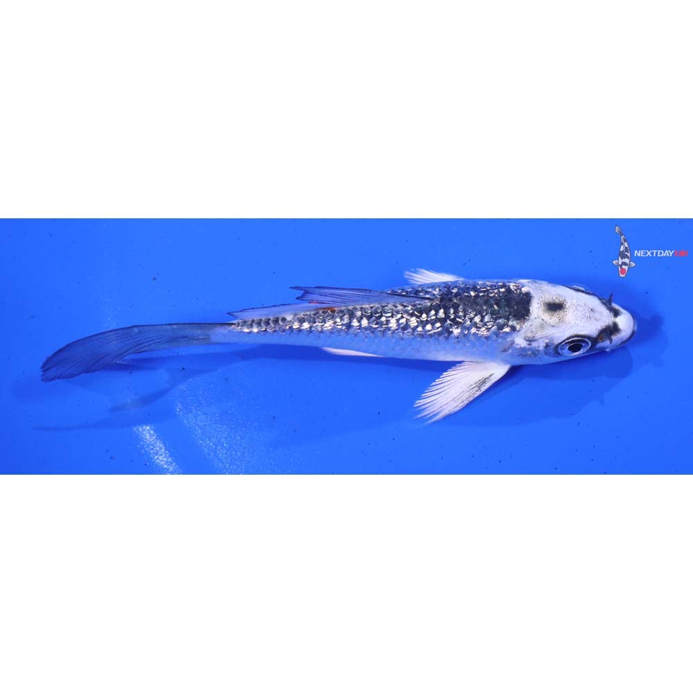 4” Imported Gin Rin Kujaku Butterfly Koi
