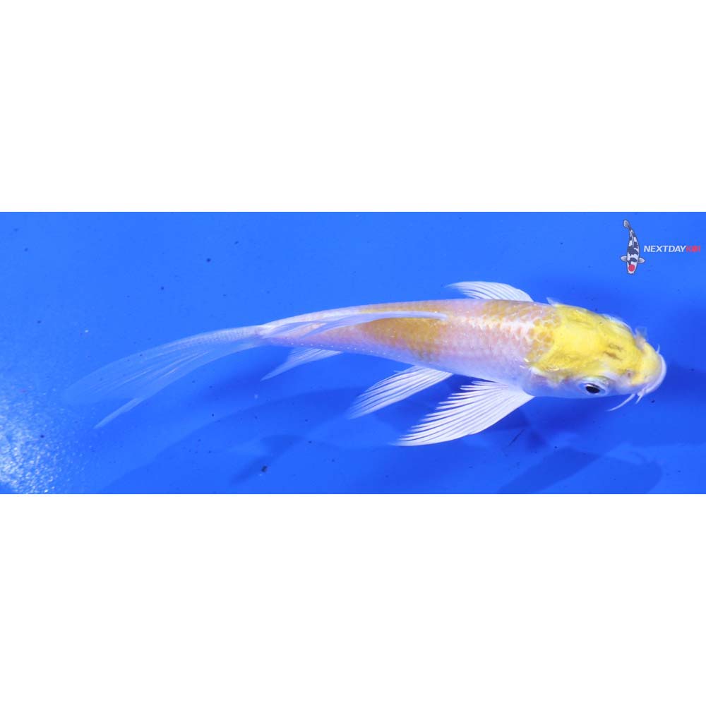 4” Imported Lemon Hariwake Butterfly Koi