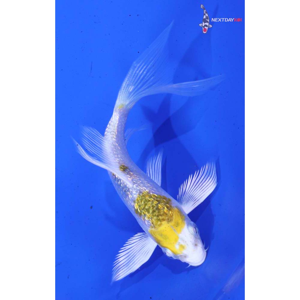 4” Imported Gin Rin Kujaku Butterfly Koi