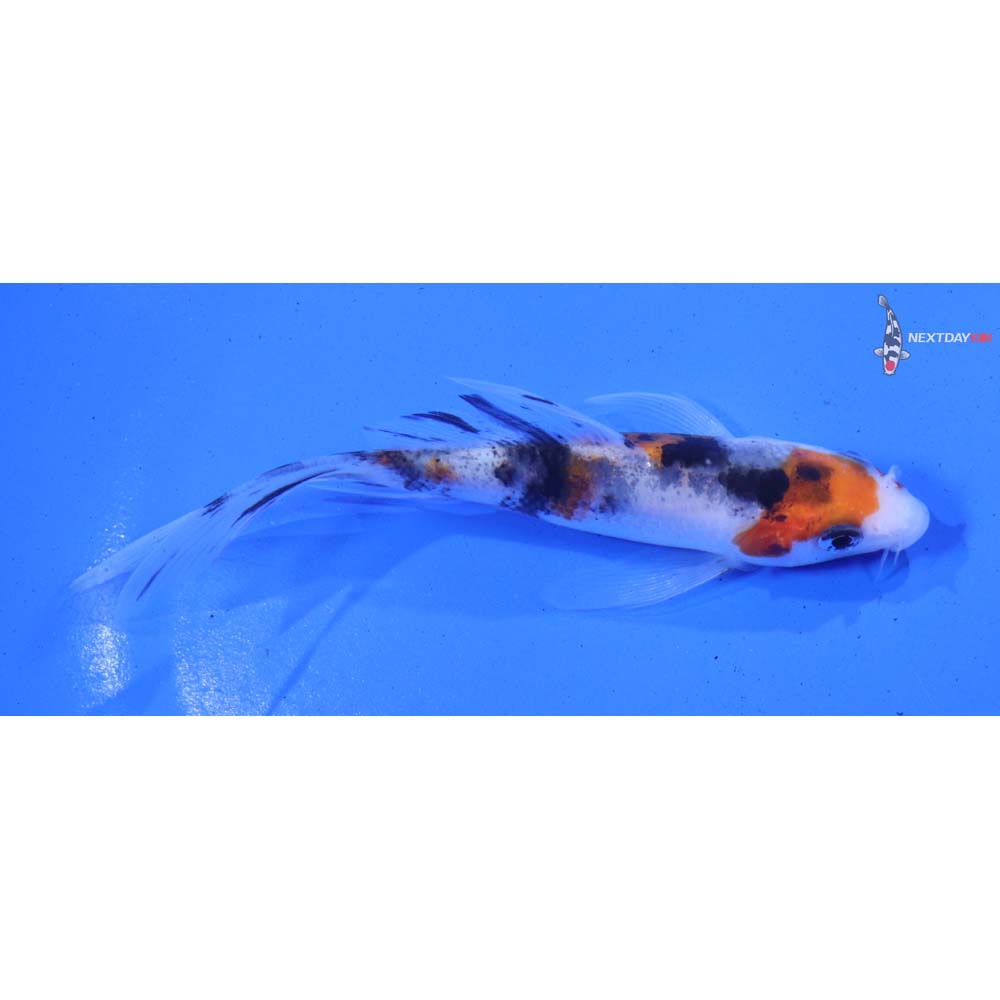 4” Imported Sanke Butterfly Koi