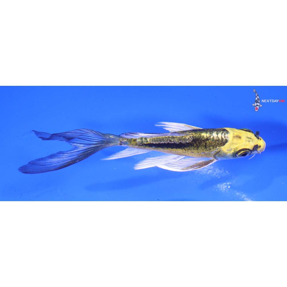 4” Imported Kin Kikokuryu Butterfly Koi