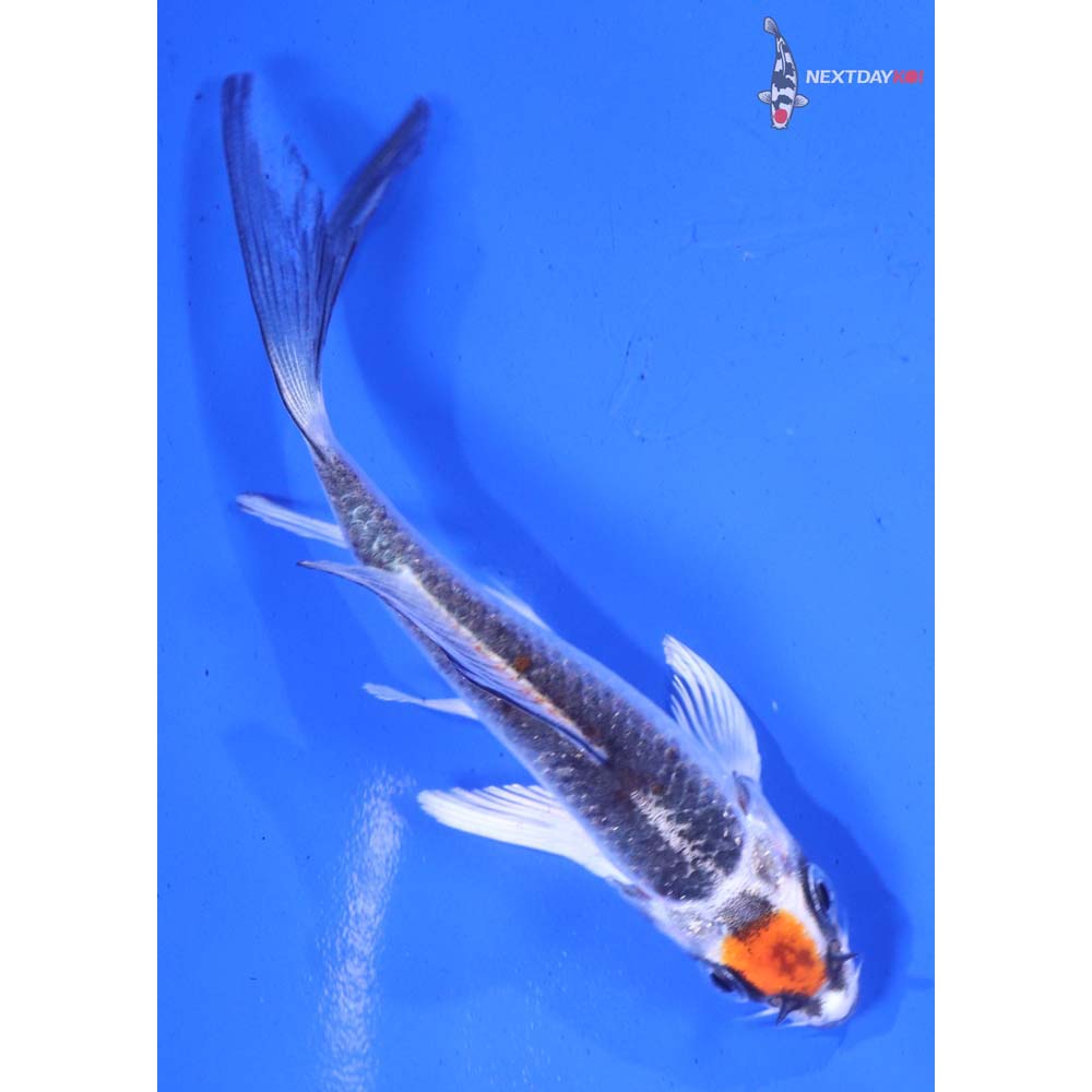 4” Imported Kujaku Butterfly Koi