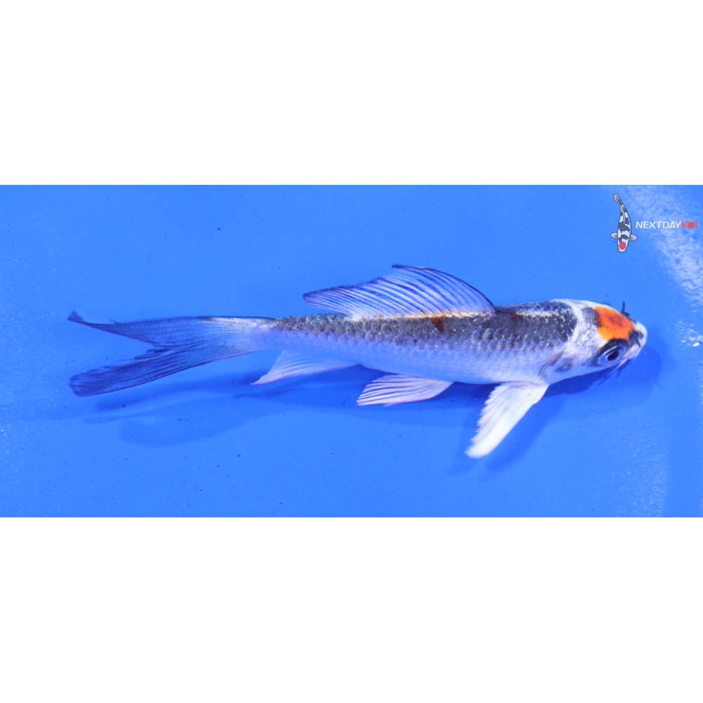 4” Imported Kujaku Butterfly Koi