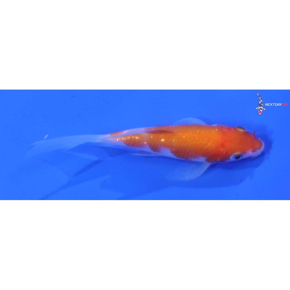 3.5” Imported Kohaku Butterfly Koi