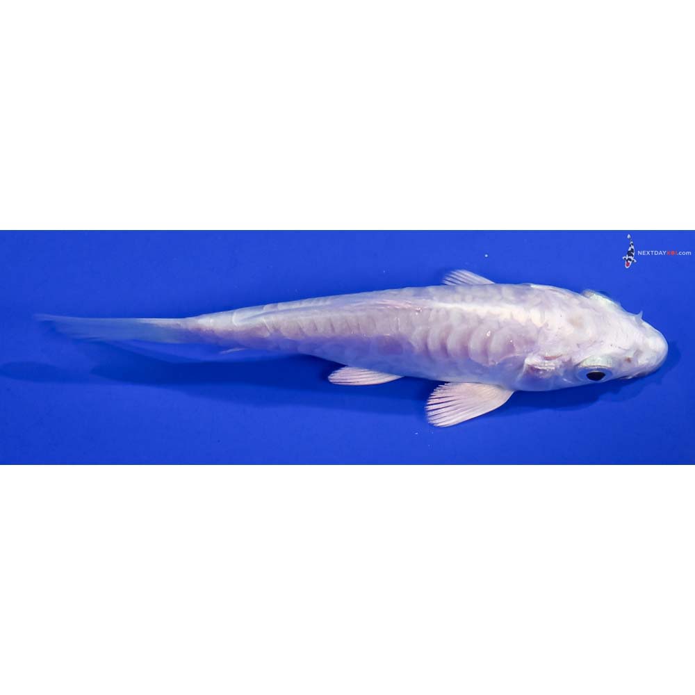 3.5” Imported Doitsu Platinum Ogon