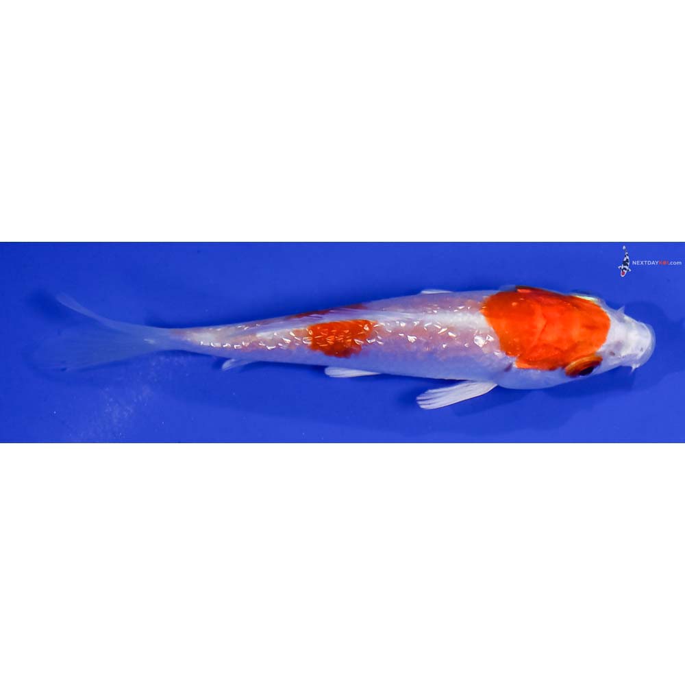 3.5” Imported Gin Rin Hariwake