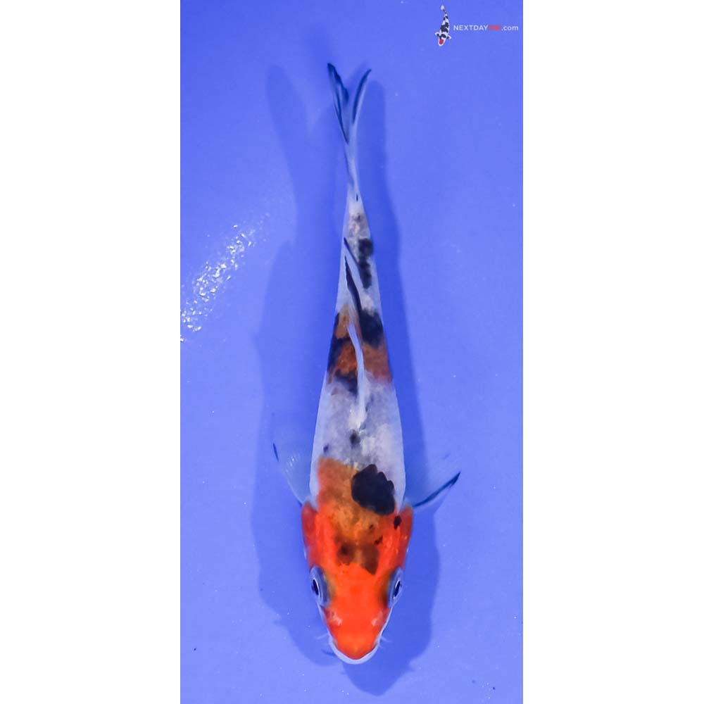 3.5” Imported Sanke