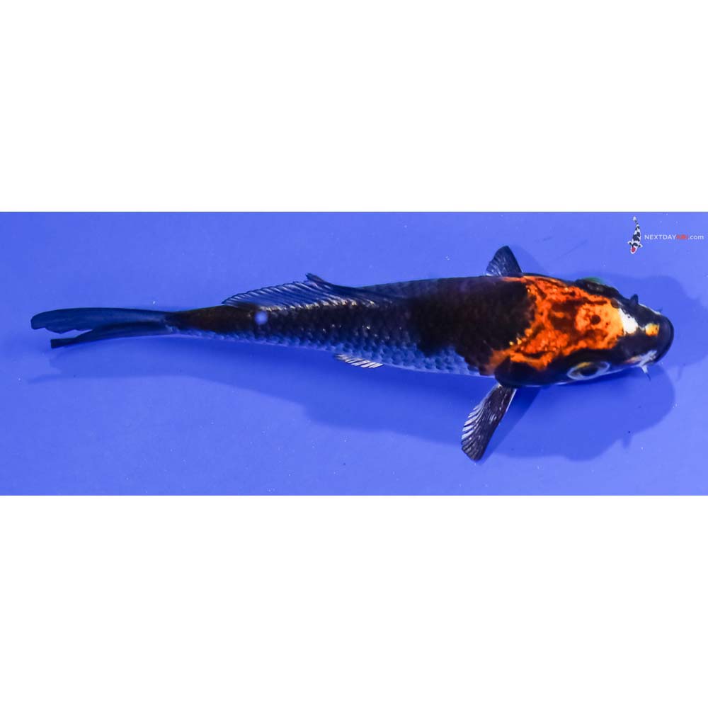 3.5” Imported Kujaku