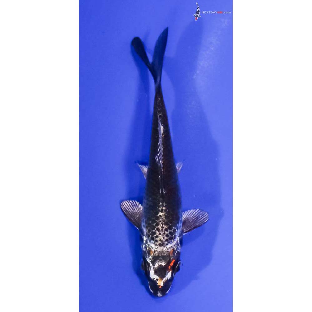 4” Imported Kujaku