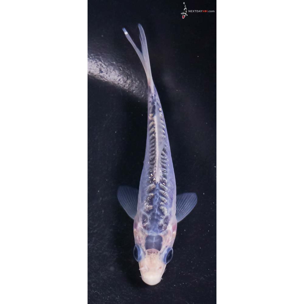 4” Imported Shusui