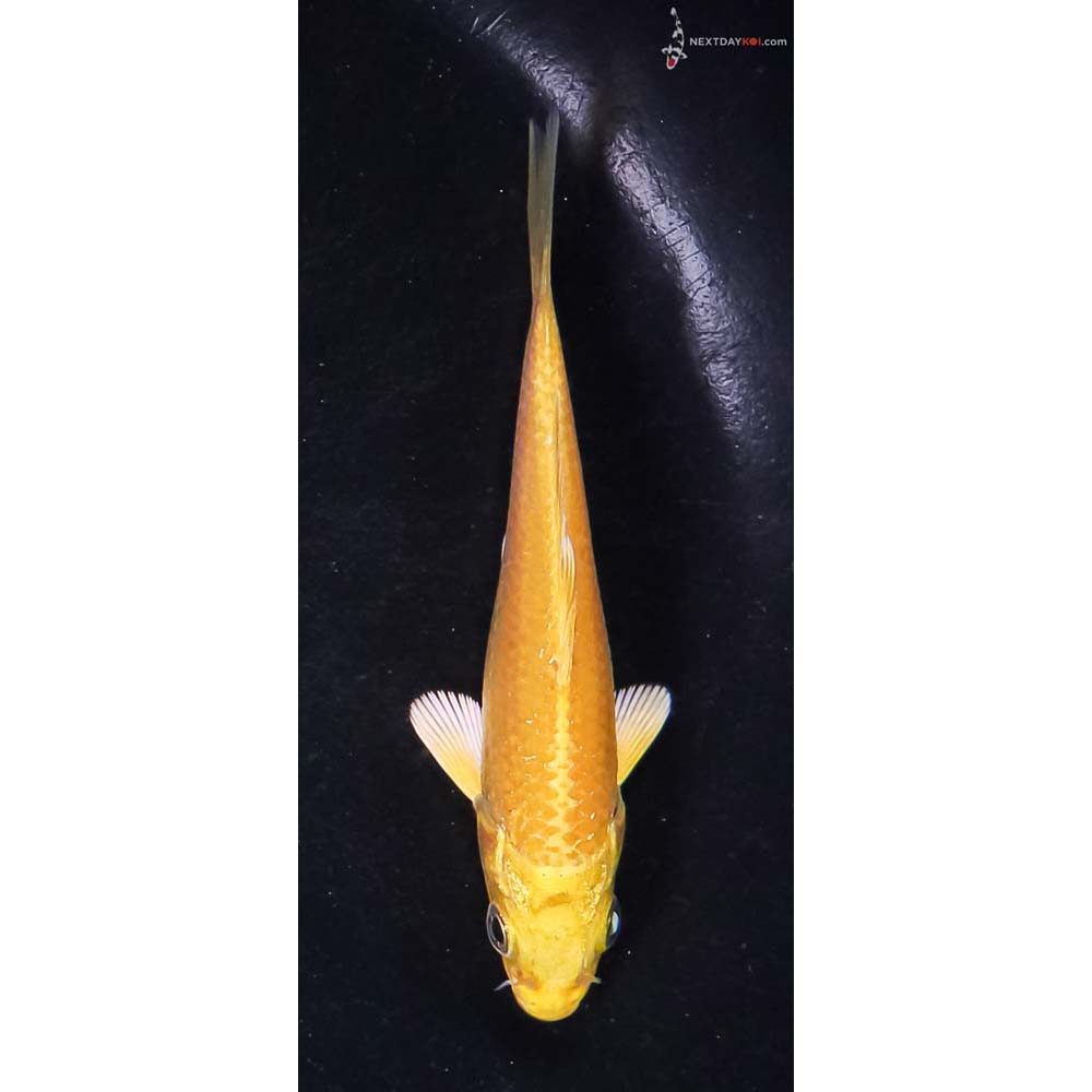 4” Imported Yamabuki Ogon