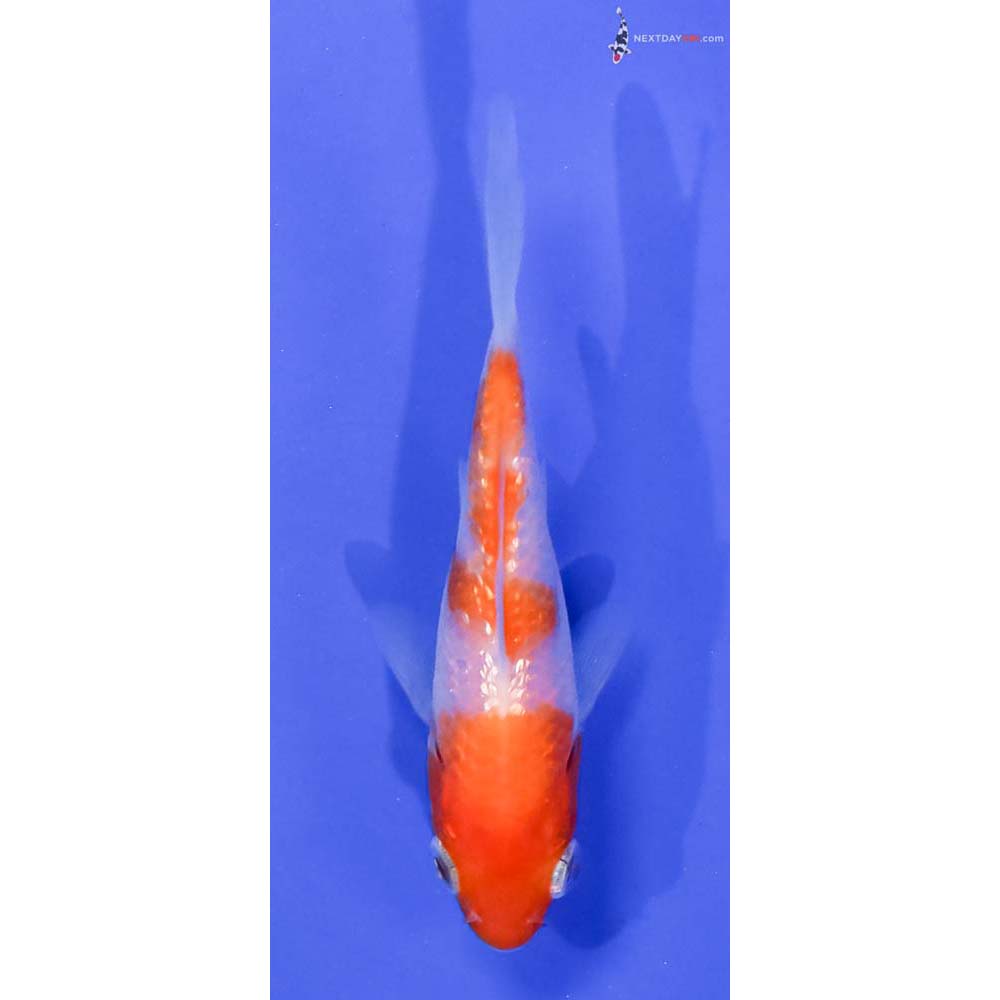 3.5” Imported Gin Rin Kohaku