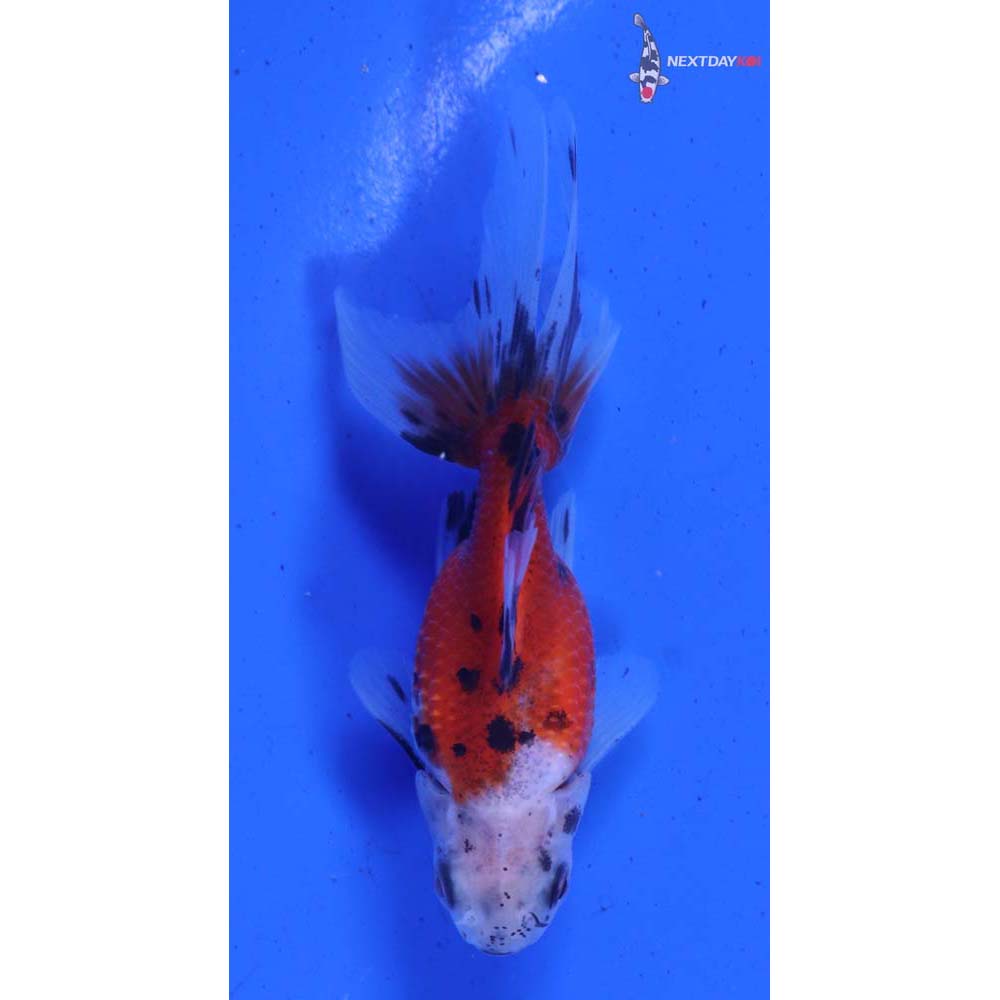 3” Imported Male Calico Fantail