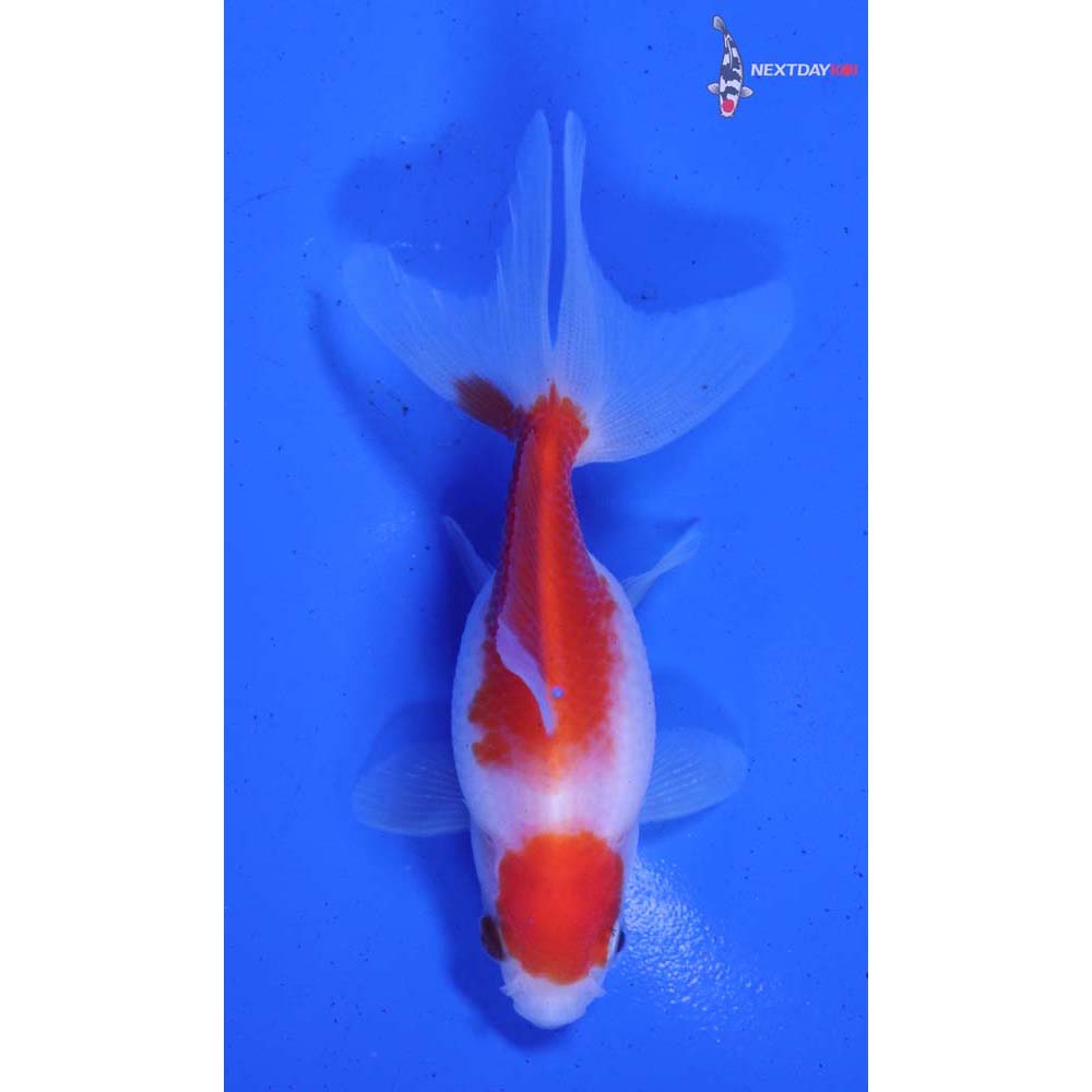 3” Imported Red and White Fantail